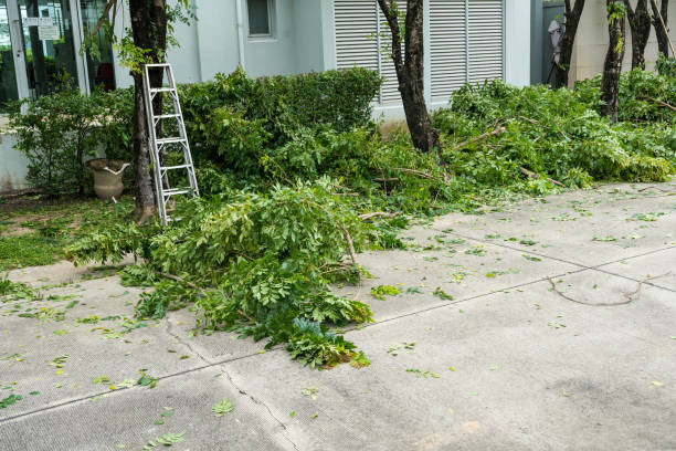 How Our Tree Care Process Works  in  San Felipe, TX